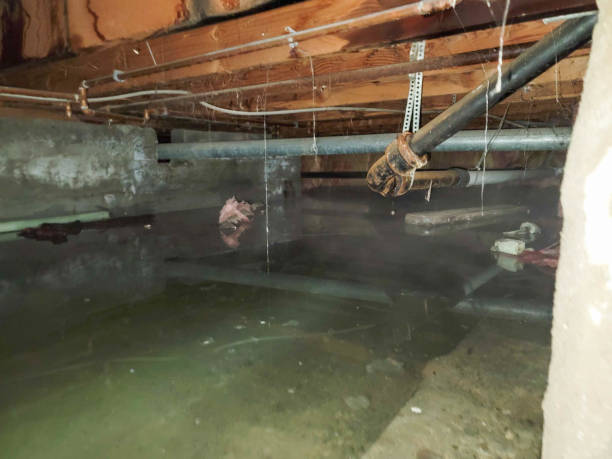 Best Water damage restoration near me  in Gibsonburg, OH