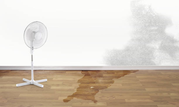 Best Flooded house restoration  in Gibsonburg, OH